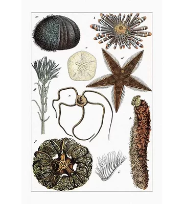 'Collection of Echinoderms' by Heinrich V. Schubert Graphic Art