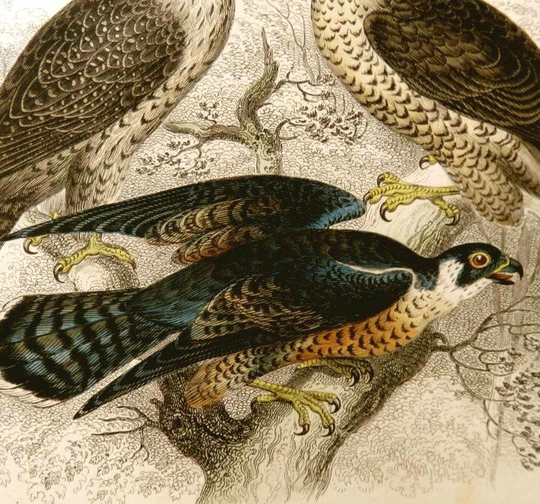 1860S Antique Falcon Print, Hand Colored Engraving, Peregrine Falcon, Kestril, Goshawk, Fine Art Bird Print, Vg Condition, European Engraving