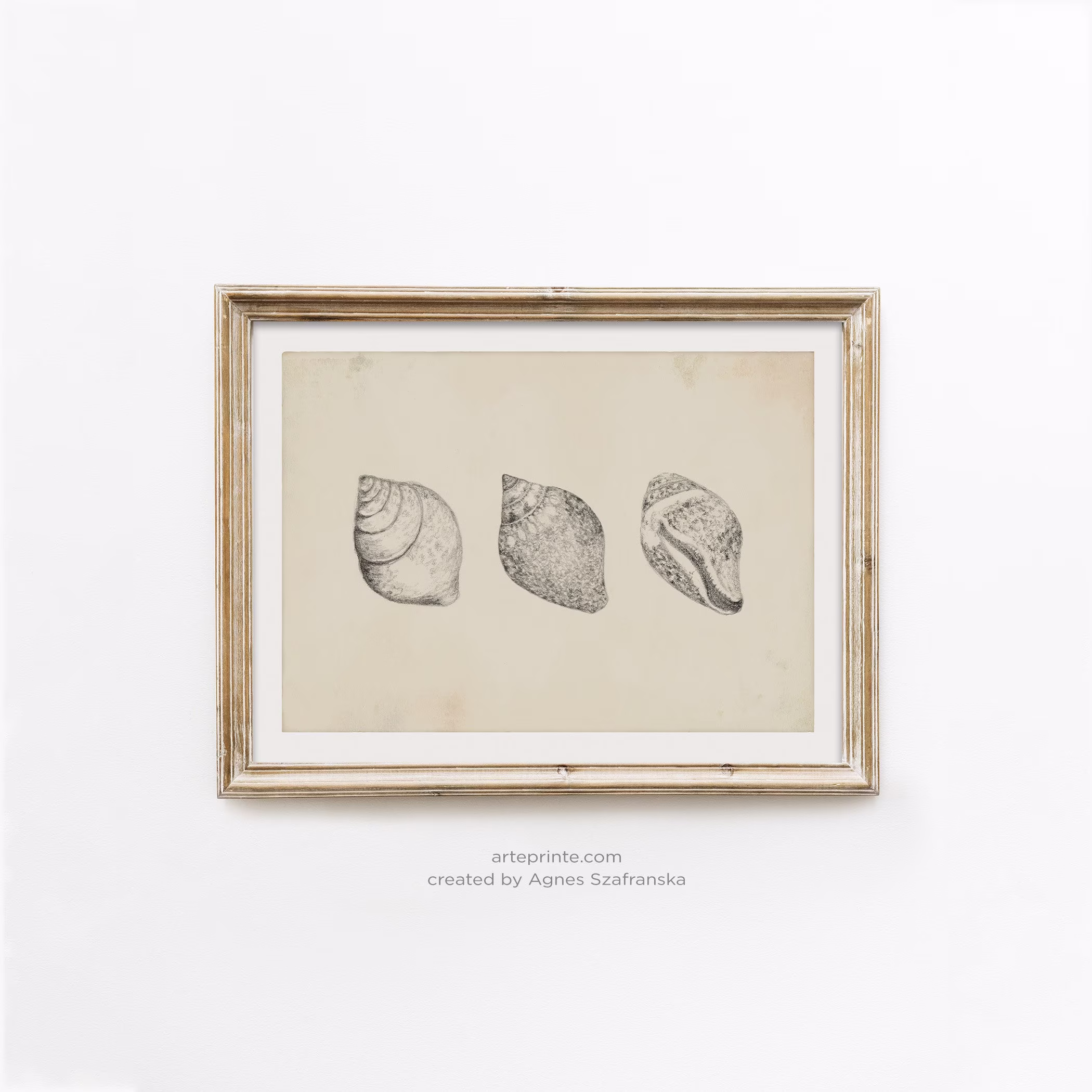 Shells Art Print, Sketch Of Seashells, Pencil Drawing Art, Bathroom Vintage Style Illustration, Printed & Shipped, Giclee Print