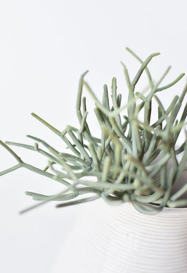 8" Soft Touch Gray/Green Pencil Cactus Pick