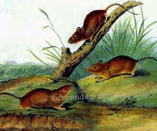 Orange Colored Mouse Audubon Vintage Wild Animal Color Lithograph Natural History Print To Frame
