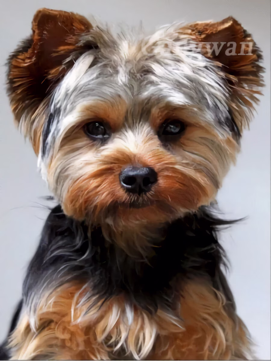Yorkshire Terrier Diy 5D Diamond Painting Kit Full Square & Round Drill