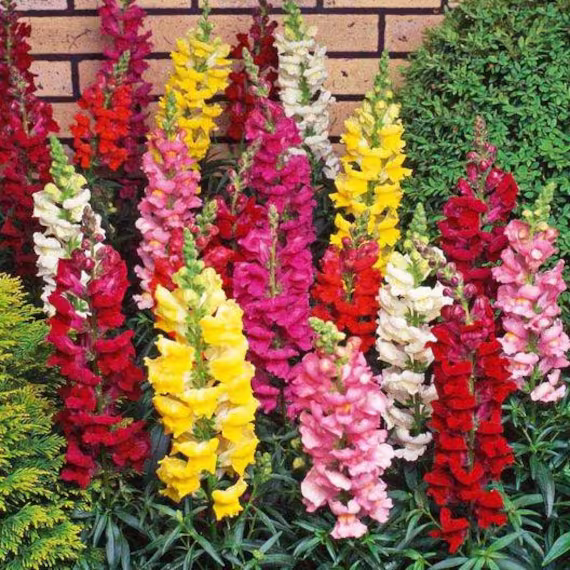 Snapdragon Seeds Tetra Mix Multi Color Blooms Bees & Butterflies Stunning Colors For The Garden Hardiness Zones 4, 5, 6, 7, 8, 9