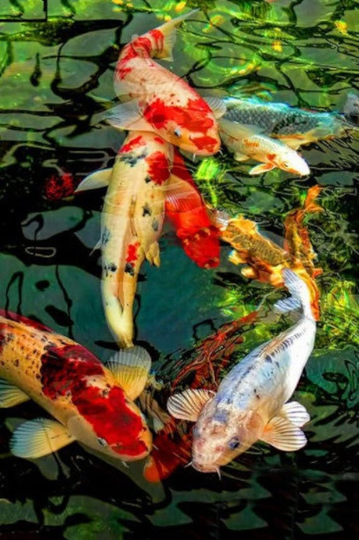 Koi Fish Diy 5D Diamond Painting Kit Full Square & Round Drill