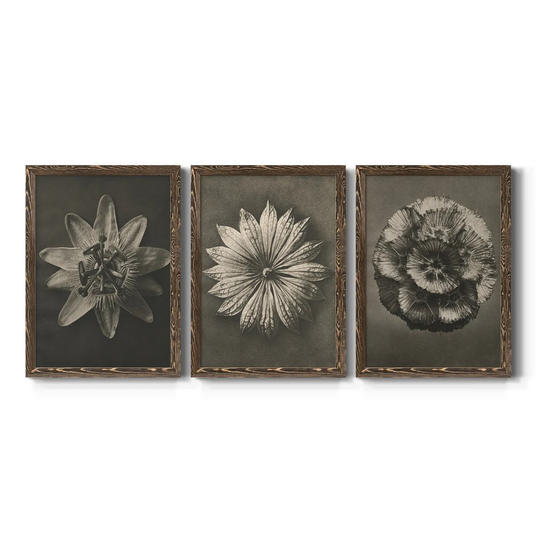 Blossfeldt Flower I-Premium Framed Canvas - Ready to Hang - Multi-Color