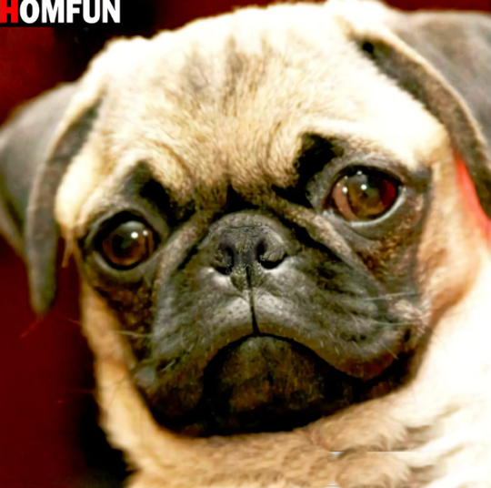 Pug Days Diy 5D Diamond Painting Kit Full Square & Round Drill