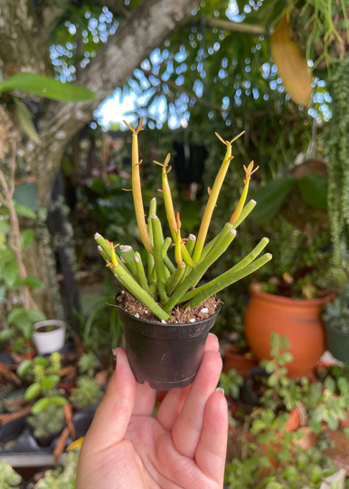 2" Euphorbia Tirucalli Sticks On Fire "Pencil Cactus' Rare Succulent Live Cacti Plant