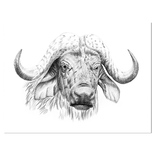 Designart 'Pencil Bufallo Sketch in Black and White' Animals Print on Wrapped Canvas - White