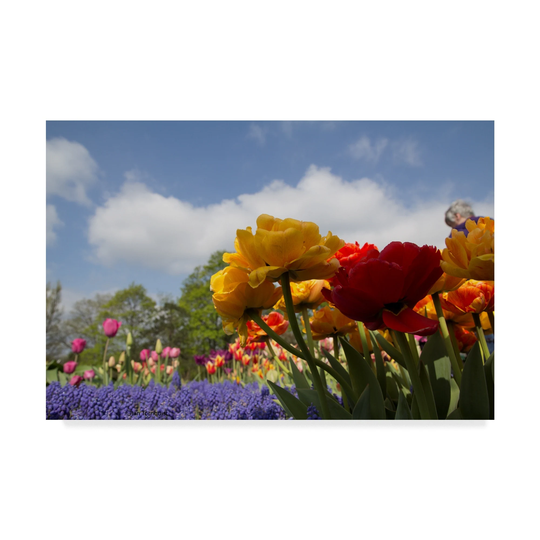Ian Tornquist 'Standing Flowers' Canvas Art - Multi-color