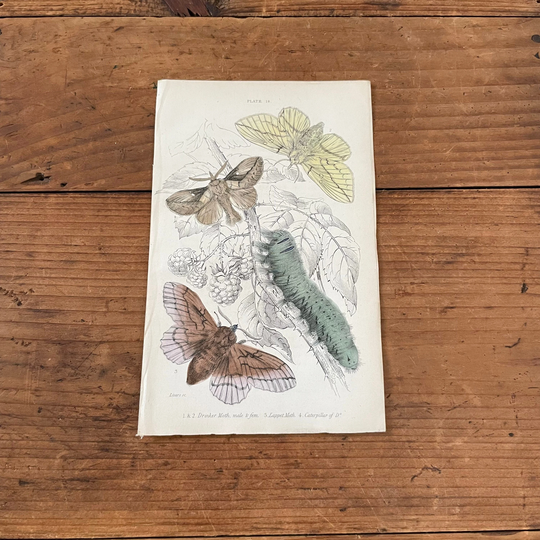 Drinker Moths, Original Hand Colored Antique Print, 1835 Jardine's Naturalists Library