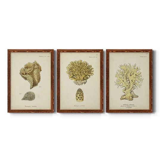Ecru Coral VII-Premium Framed Canvas - Ready to Hang - Multi-Color
