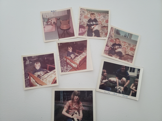 Vintage Color Photographs. Kodak Snapshots Of Cats & Kittens, Junk Journal Ephemera, Siamese Cat Photos, Photography, Retro Photos