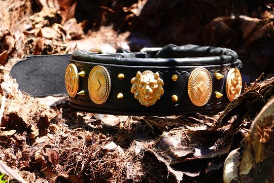 Black Dog Collar With Gold Spikes & Conchos, Cane Corso Boerboel Dogo Canario Bully Xl Akita