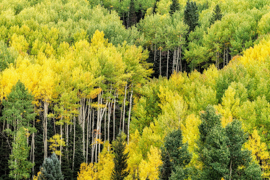 Aspen Trees Fall Color, Owl Creek, Colorado Art, Autumn, Mountain Photo, Nature Wall Decor, Living Room Ouray Landscape