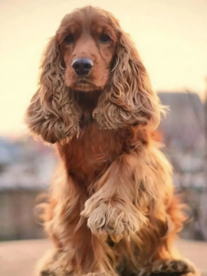 Cocker Spaniel Diy 5D Diamond Painting Kit Full Square & Round Drill