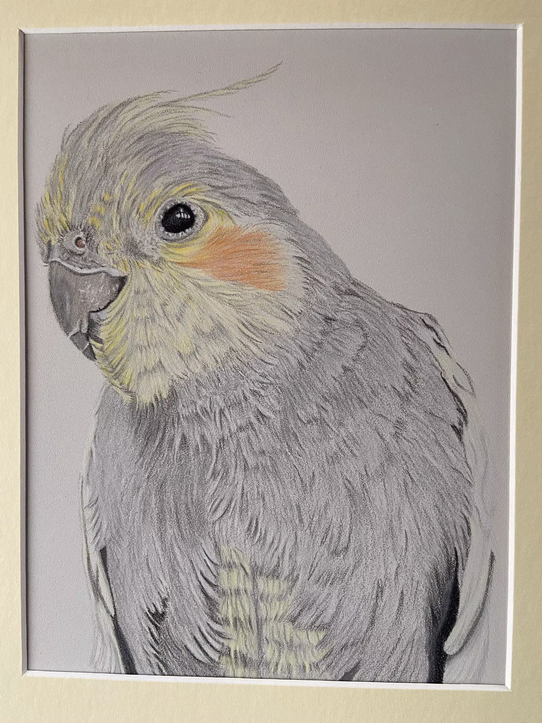 Cockatiel Pencil Drawing Mounted Bird