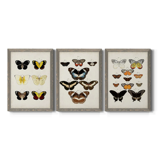 Vintage Butterflies I-Premium Framed Canvas - Ready to Hang - Multi-Color