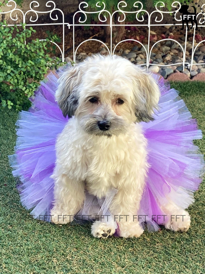 Dog, Cat, Birthday Tutu, Gotcha Day, Pet Gift
