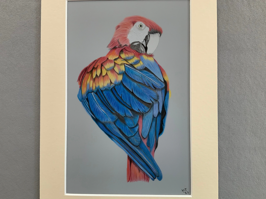 Macaw Parrot Drawing Scarlet Coloured Pencil Art
