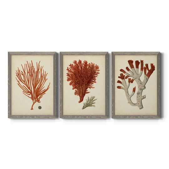 Antique Red Coral IV-Premium Framed Canvas - Ready to Hang - Multi-Color