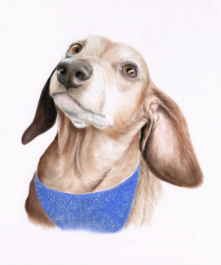 Dachshund Hand Drawn Pet Portrait Colored Pencils, Custom Color Drawing Of Dog From Photo
