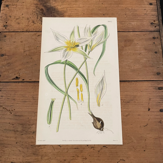 Three-Colored Tulip, Original 1841 Hand-Colored Curtis Engraving, Antique Botanical Print