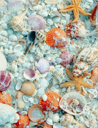 Tide Pool Colored Sea Shells Diy 5D Diamond Painting Kit Full Square & Round Drill