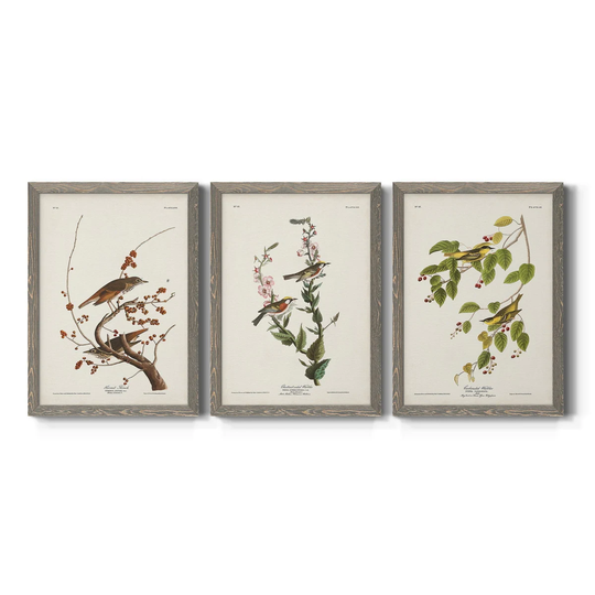 Pl. 58 Hermit Thrush-Premium Framed Canvas - Ready to Hang - Multi-Color