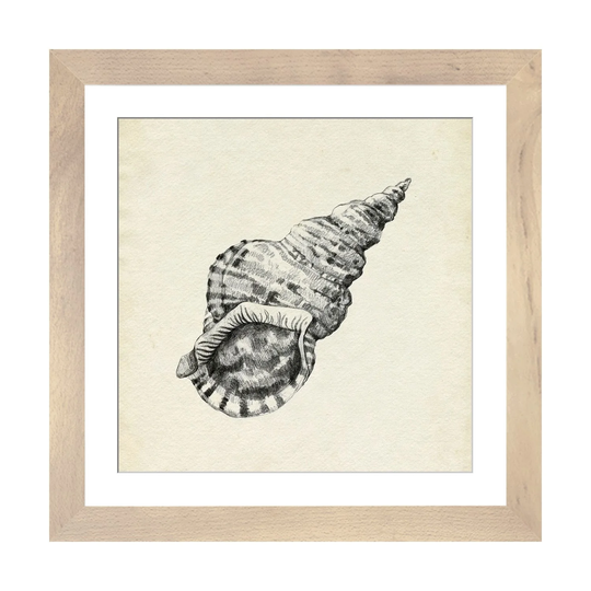 iCanvas "Seashell Pencil Sketch I" by Emma Caroline