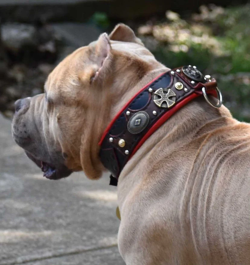 American Bully Leather Dog Collar Handmade, Bully Padded American Xl