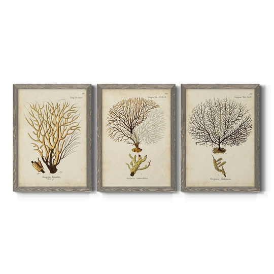 Esper Sea Fans IV-Premium Framed Canvas - Ready to Hang - Multi-Color