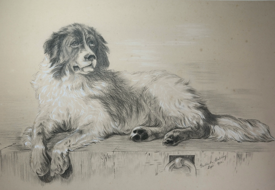 Vintage Original Edwardian Pencil Sketch Drawing Picture Of Border Collie Dog By Gerlinda Baldry