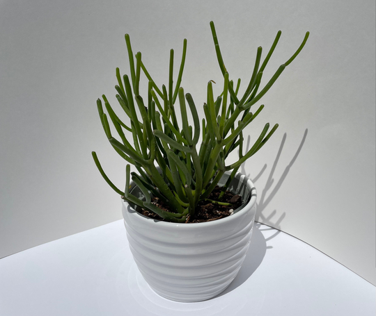 Pencil Cactus 6" Pot