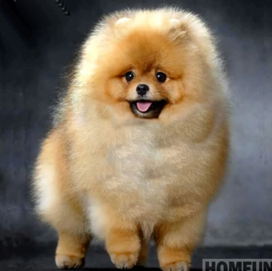 Pomeranian Diy 5D Diamond Painting Kit Full Square & Round Drill