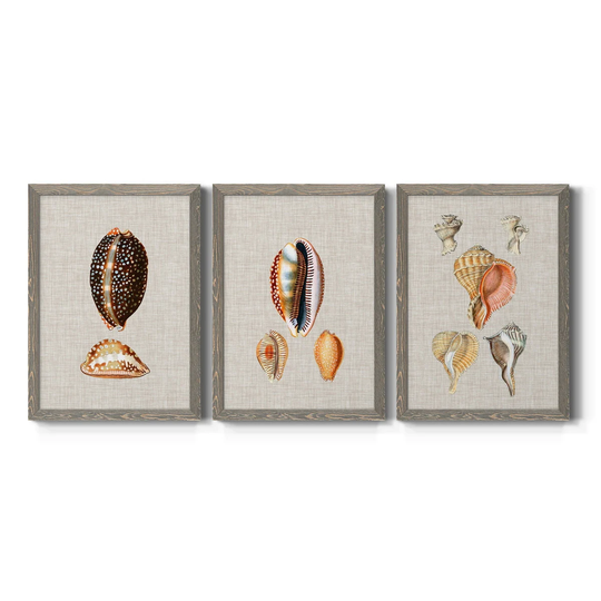 Antique Shells on Linen IV-Premium Framed Canvas - Ready to Hang - Multi-Color