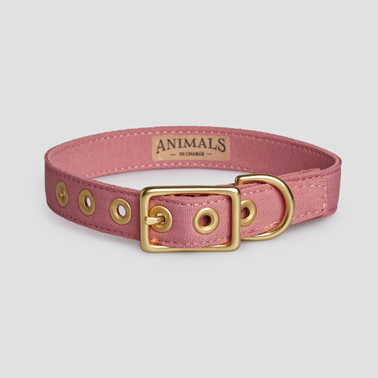 Dusty Pink + Brass Recycled Materials Dog Collar // Buckle Eco - Vegan