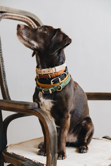 Dog Leather Collar, Dog Collar For Small Breed Dogs, Flat With Solid Brass Hardware, Thin