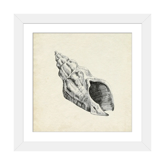 iCanvas "Seashell Pencil Sketch II" by Emma Caroline