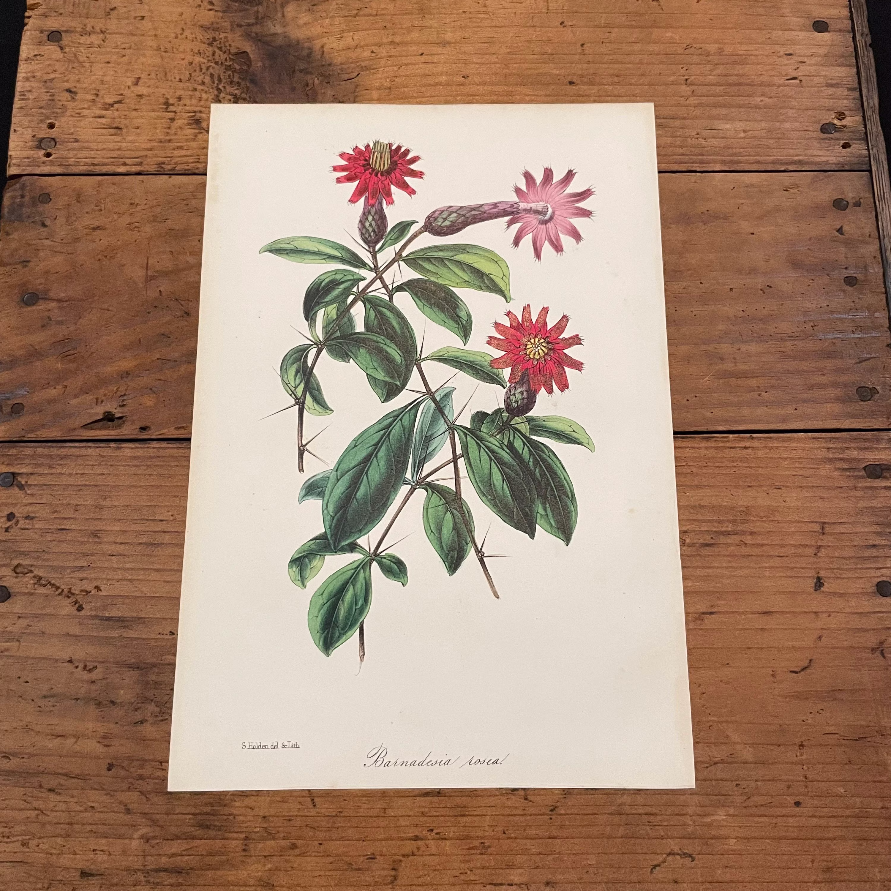 Barnadesia Flowers, 1847 Hand-Colored Paxton Lithograph, Original Antique Botanical Print