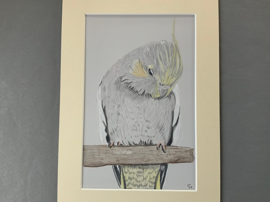 Cockatiel Pencil Drawing Mounted Bird Head Scratch Time