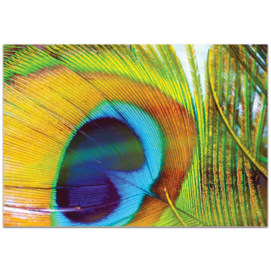 Meirav Levy 'Peacock Colors' 32in x 22in Contemporary Wall Art on Plexiglass - Multi-Color