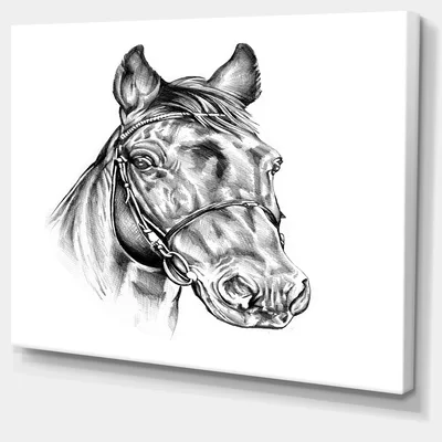 Freehand Horse Head Pencil Drawing - Wrapped Canvas Graphic Art Print