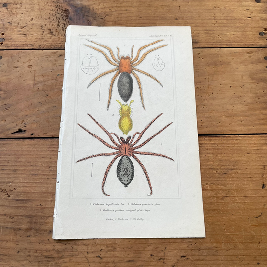 Colorful Sac Spiders, 1834 Cuvier's Animal Kingdom Engraving, Original Hand Colored Antique Print