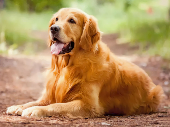 Golden Retriever Personality Plus Diy 5D Diamond Painting Kit Full Square & Round Drill