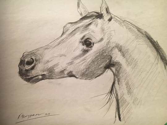 Arabian Stallion-Pencil Drowning Signed By The Artist 9x12"