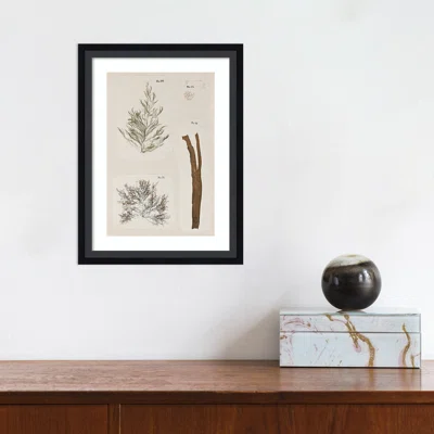 Coral Collage IX By Vision Studio Framed Art Print