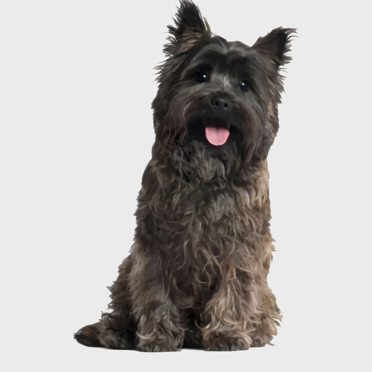 Cairn Terrier Diy 5D Diamond Painting Kit Full Square & Round Drill