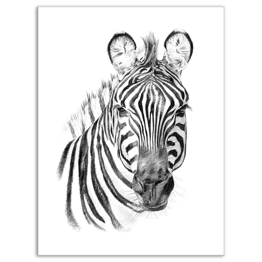 Designart 'Pencil Zebra Sketch in Black and White' Animals Print on Wrapped Canvas - White