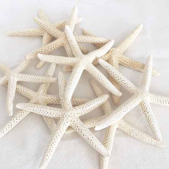 White Finger Pencil Starfish 3 - 4" | Craft Supplies Beach Wedding Decor Favor Free Shipping