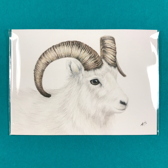 Dall Sheep Itty Bitty Frameless Colored Pencil Original Drawing